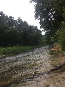 MysteryCaveTroutStream