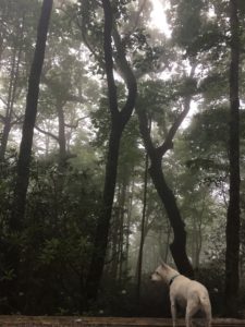 Shana Black Rock Mountain 7.1.2017 1 of 73 8