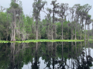 retro camper okefenokee swamp 37 of 116