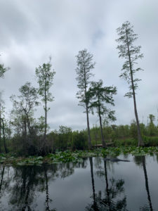 retro camper okefenokee swamp 56 of 116