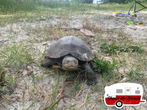 A-Real-Maryland-Terrapin-in-Maryland
