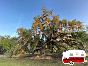 Ancient-Live-Oak-at-Fontainebleau