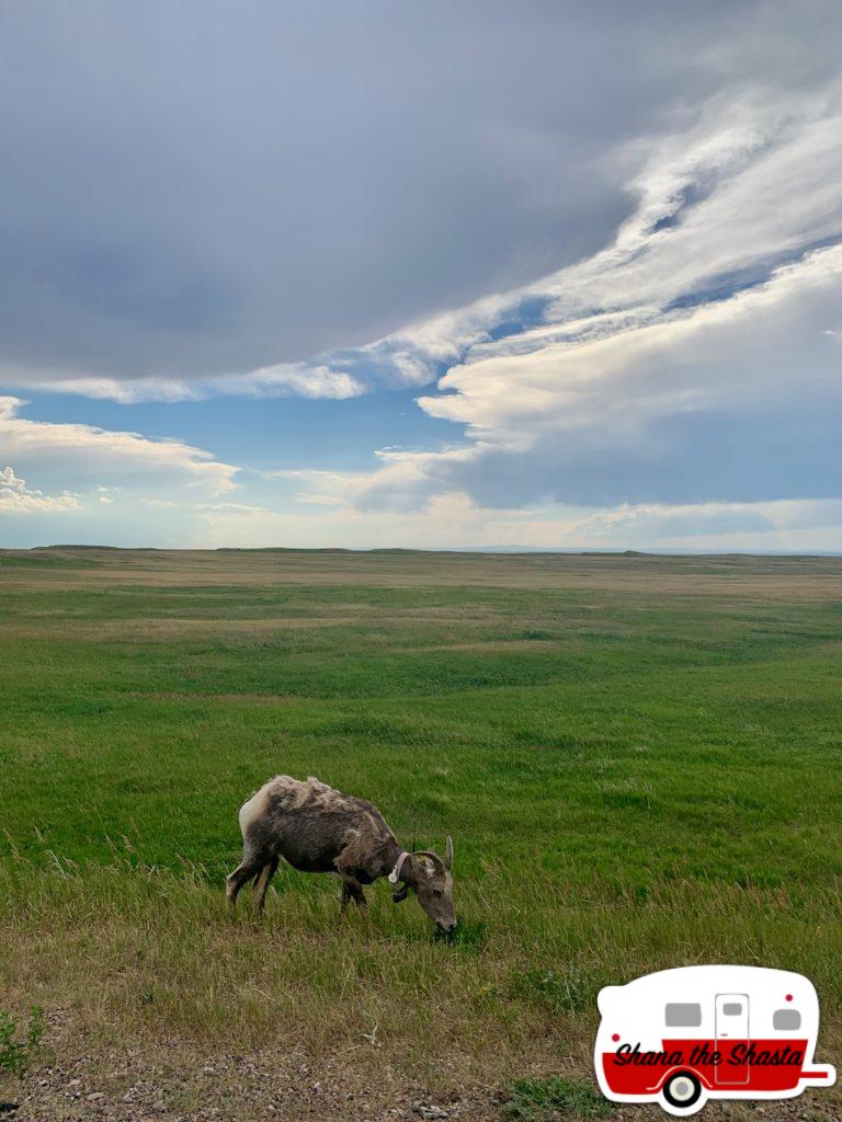 Big-Horn-Sheep