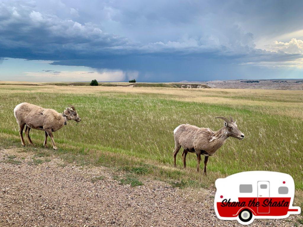 Big-Horn-Sheep-Big-Rain-Storm