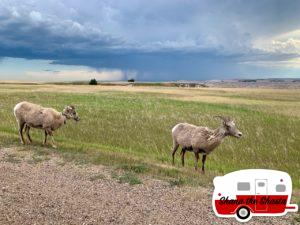 Big-Horn-Sheep-Big-Rain-Storm
