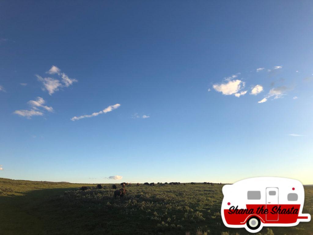 Bison-Herd-at-Sunset-in-Hayden-Valley