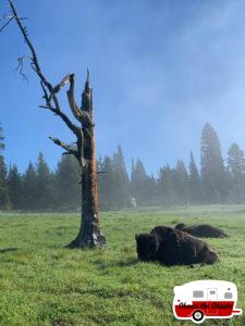 Bison-Rest-Morning-Fog-Yellowstone