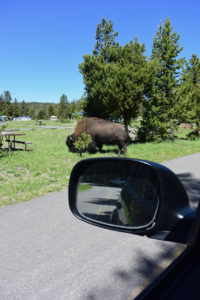 Bison-at-Yellowstone-Campsite