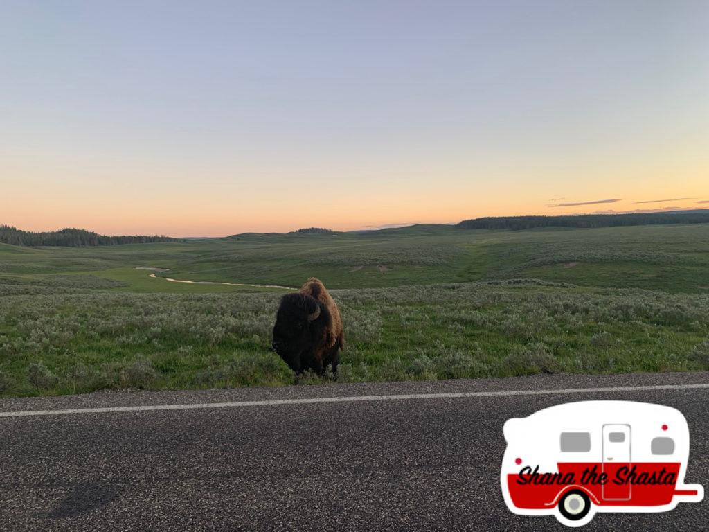 Bison-by-Road-of-Hayden-Valley-Yellowstone