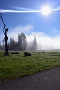 Bison-in-Sunrise-Fog-at-Yellowstone