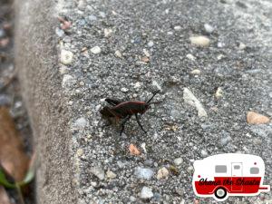 Black-Grasshopper-at-Gulf-Island-National-Seashore