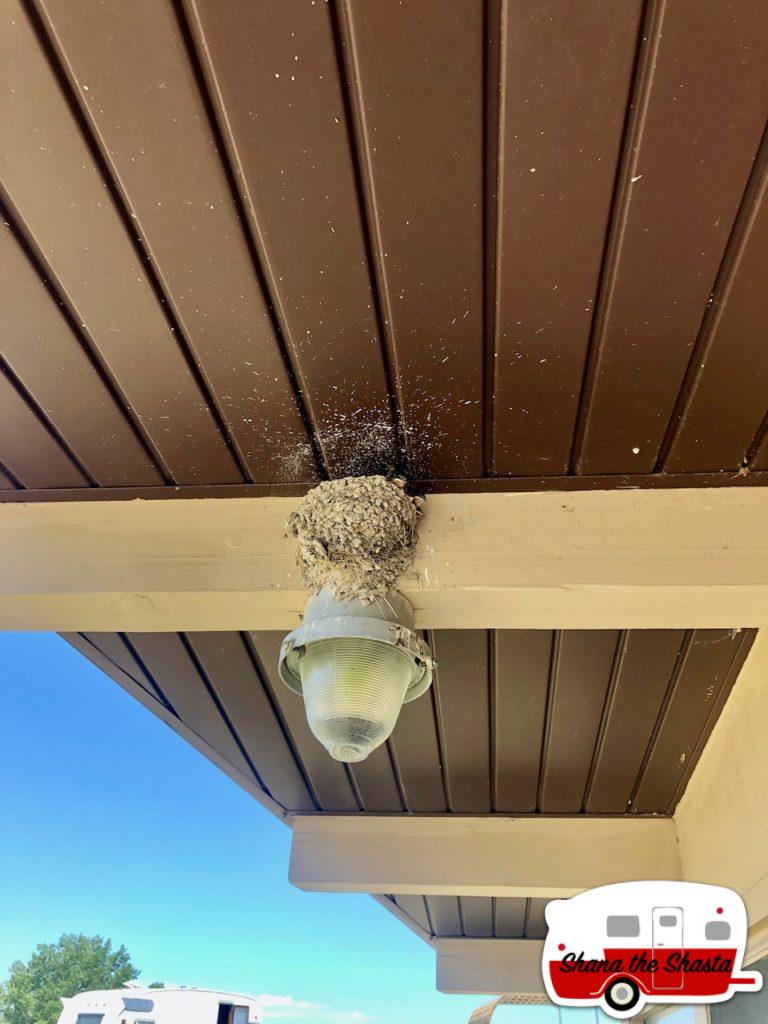 Cliff-Swallows-Bathroom-Monitors