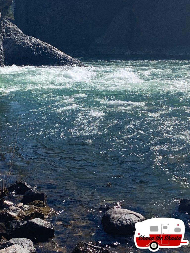 Duckling-in-Spoken-River-Rapids