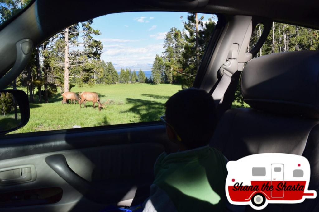 Elk-in-Yellowstone-Campground