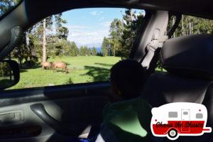 Elk-in-Yellowstone-Campground
