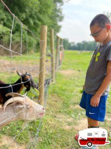 Feeding-Goats-at-Arrowhead-Bike-Farm