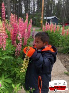 Flowers-at-Moose-Creek-Campground-at-Glacier