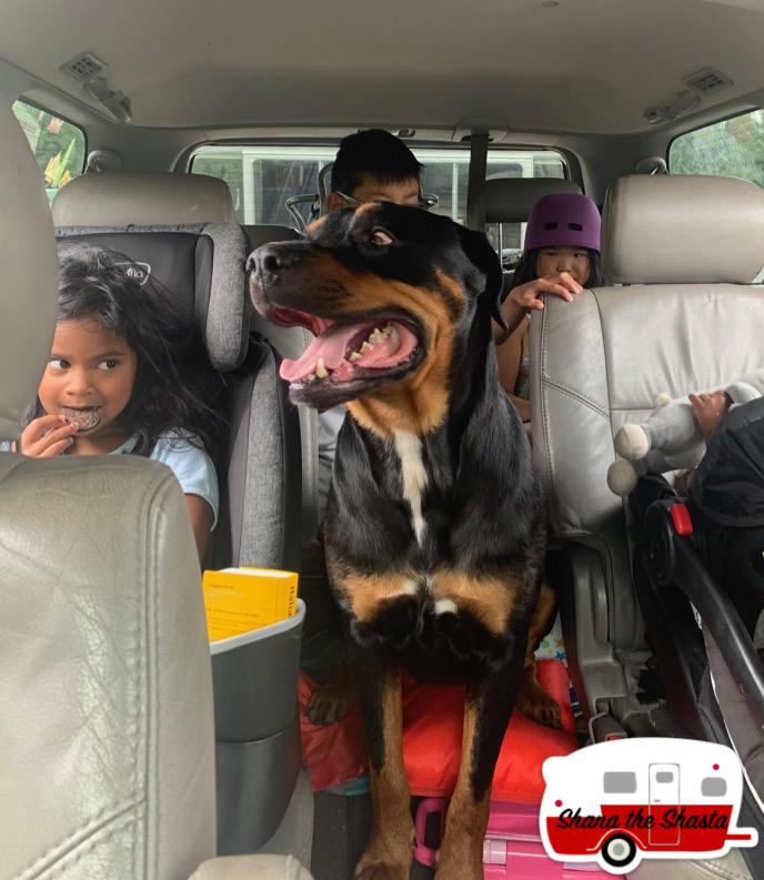 Hitchhiking-Dog-to-Glacier-National