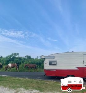 Horses-with-Vintage-Camper