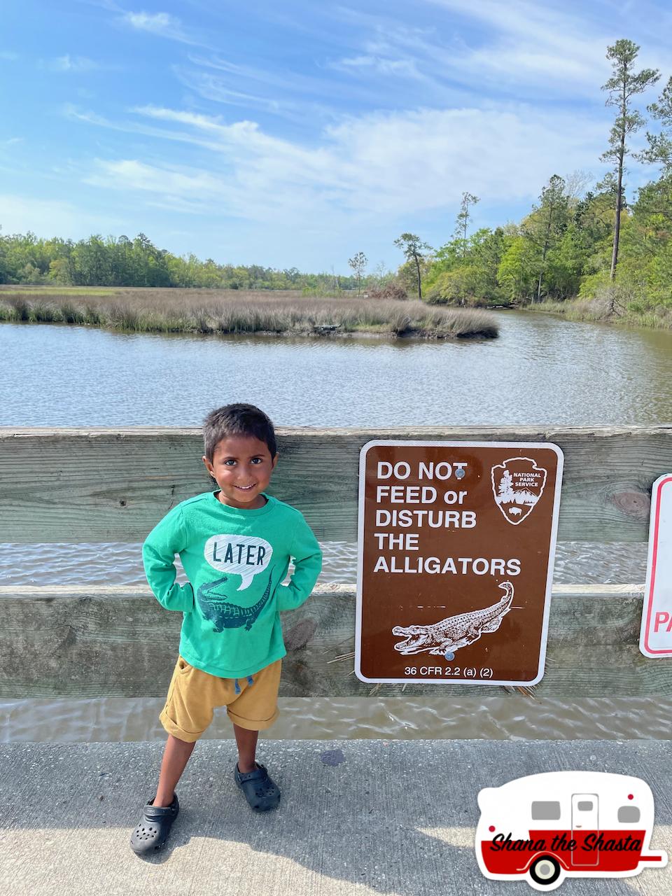 Later-Alligator-at-Gulf-Island-National-Seashore