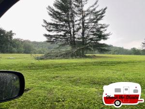 More-Trees-Down-Around-Lake-Waramaug