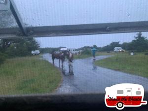 Navigating-Aggressive-Wild-Horses-on-Assateague