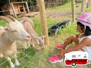 Petting-Goats-at-Arrowhead-Bike-Farm