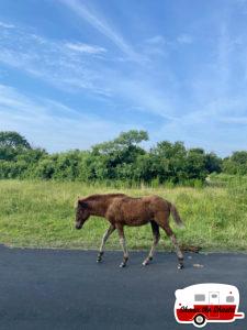 Pony-on-Assateague-Island