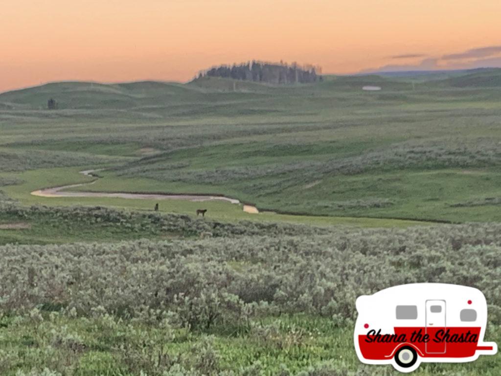 Real-Wolf-Pack-at-Yellowstone