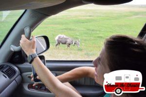 Roadside-Big-Horn-Sheep-in-Badlands