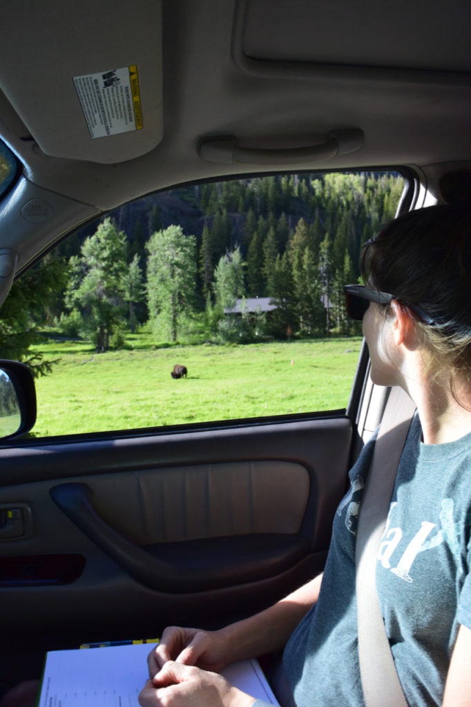 Roadside-Bison-at-Bridge-Bay-Campground