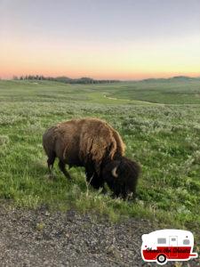 Roadside-Bison-at-Hayden-Valley-Yellowstone
