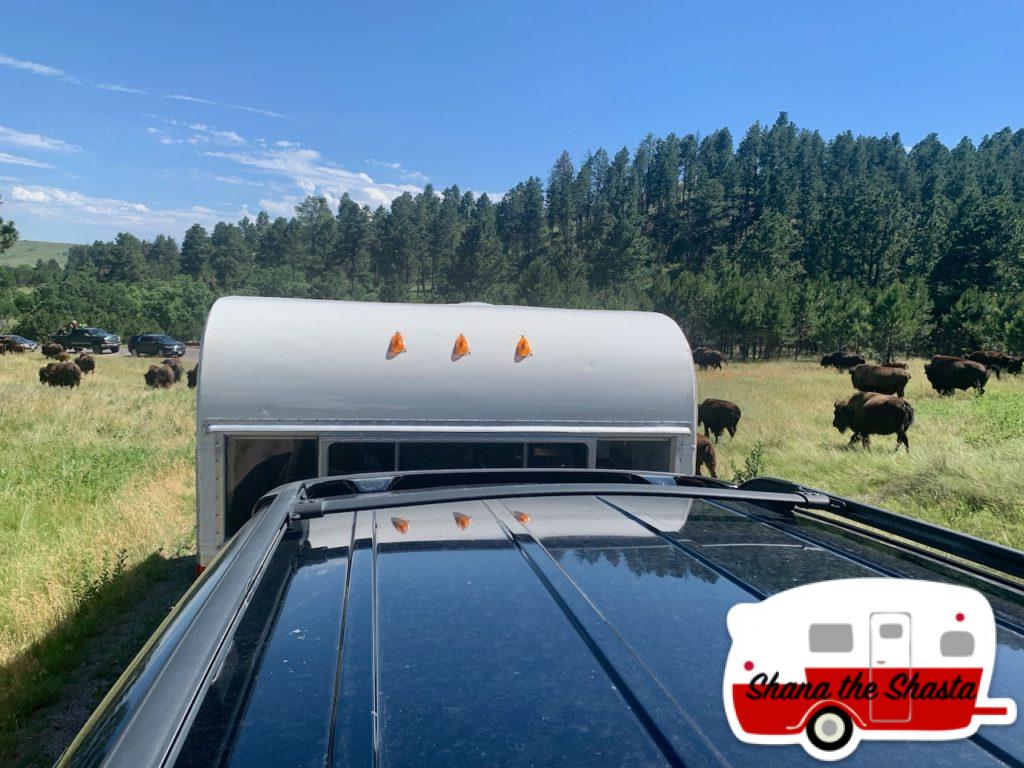 Shana-Surrounded-by-Bison-Herd