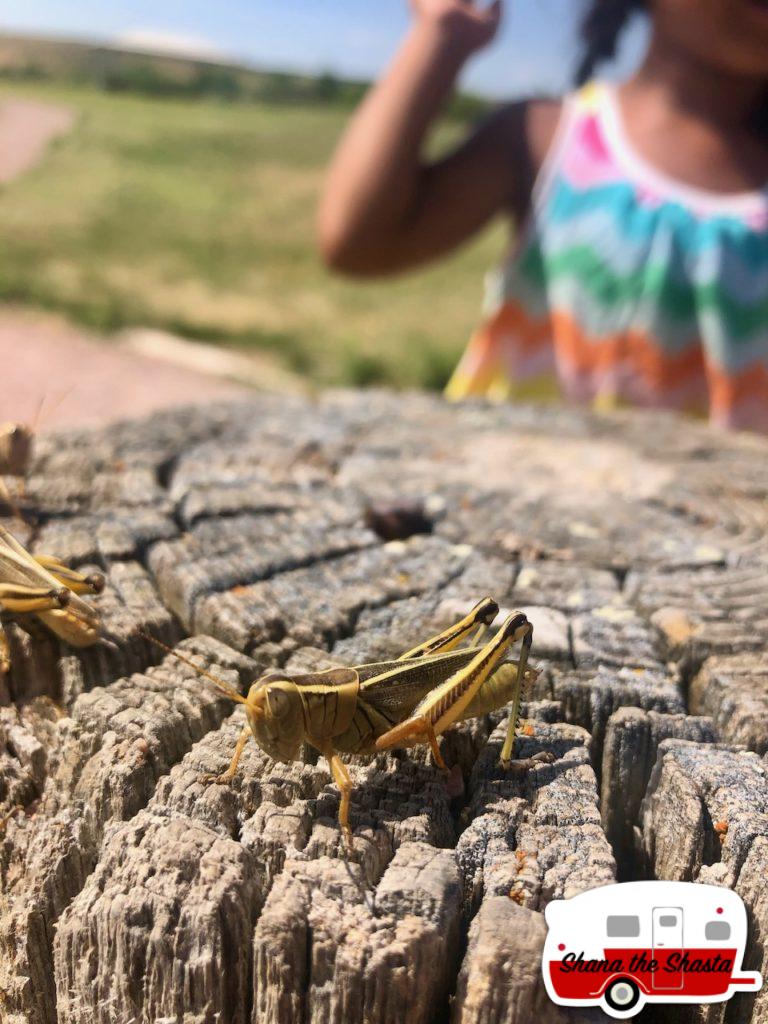 South-Dakota-Grasshopper