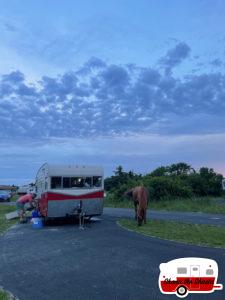 Wild-Horse-Close-to-Campsite