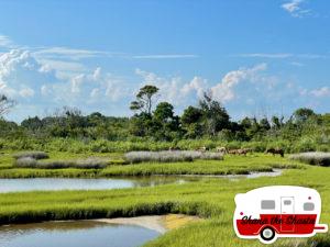 Wild-Horses-at-Assateague