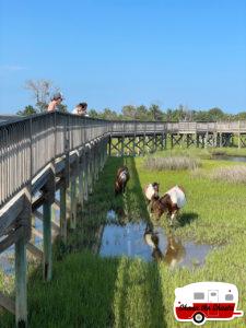 Wild-Horses-in-Marsh