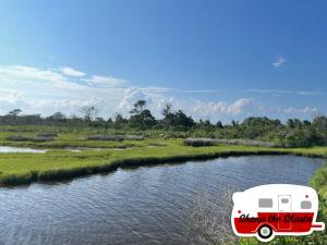 Wild-Horses-in-Marsh-on-Assateague-Island