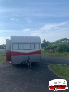 Wild-Pony-with-Vintage-Camper