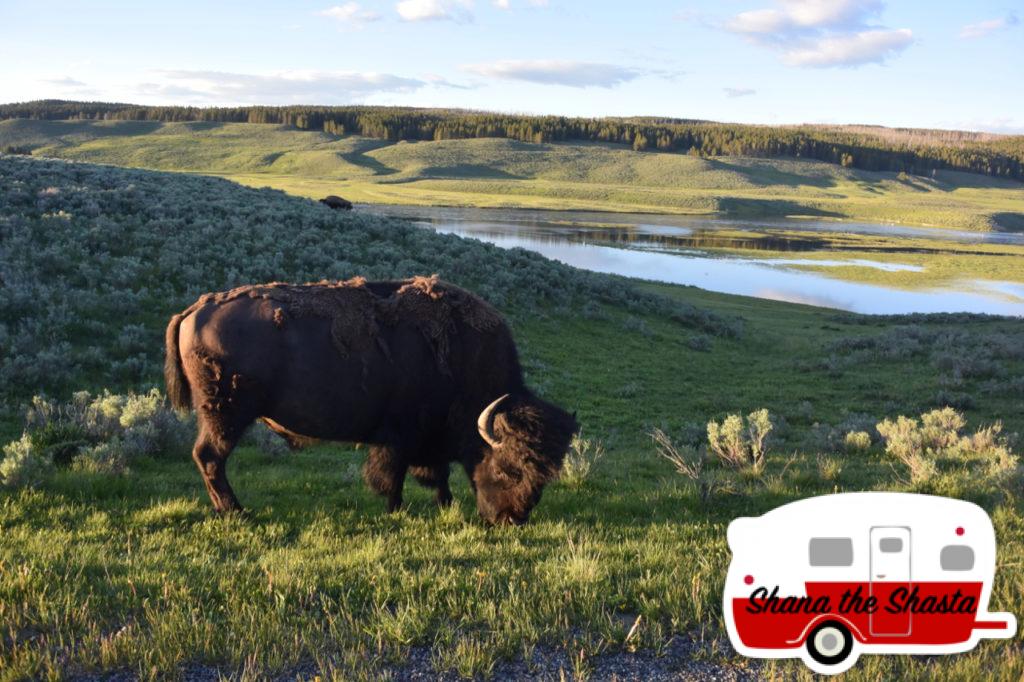 Yellowstone-Sunset-Bison