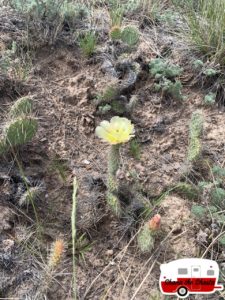 nebraska prickly cactus