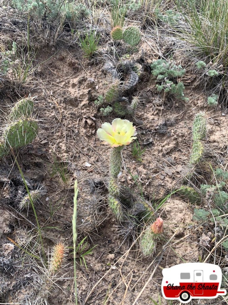 nebraska prickly cactus