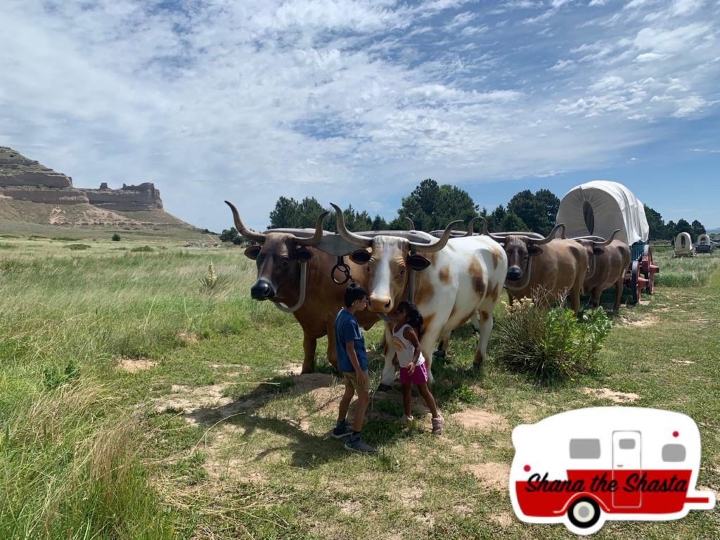 steers on oregon trail